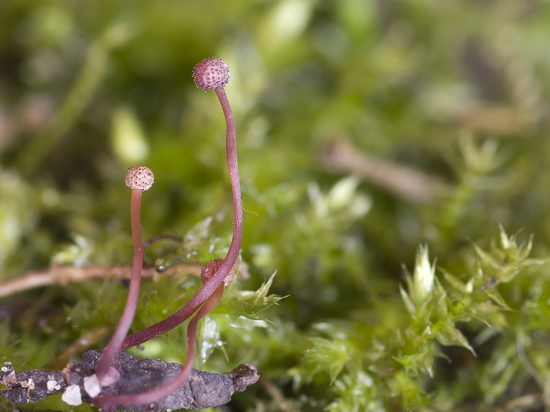 Claviceps arundinis